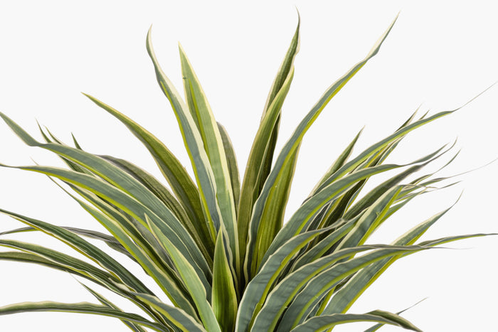 17" Dracaena Bush Stem - UV Treated GS1040