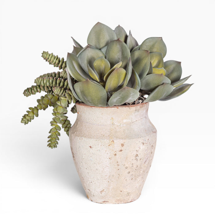 6" Titan Pot with Mixed Succulent Arrangement AR1522