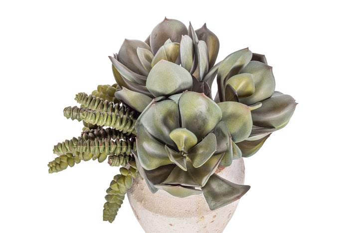 6" Titan Pot with Mixed Succulent Arrangement AR1522