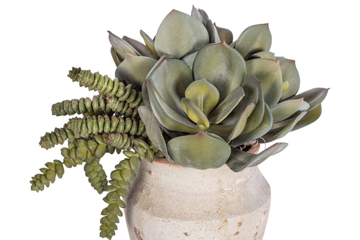 6" Titan Pot with Mixed Succulent Arrangement AR1522