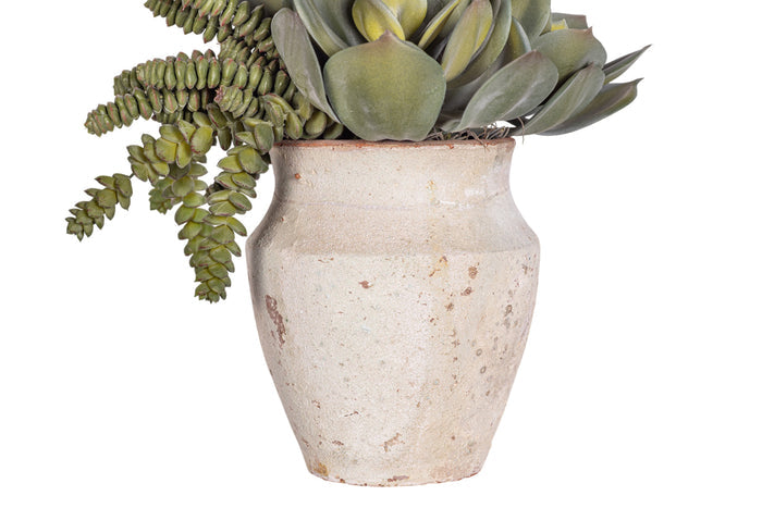 6" Titan Pot with Mixed Succulent Arrangement AR1522