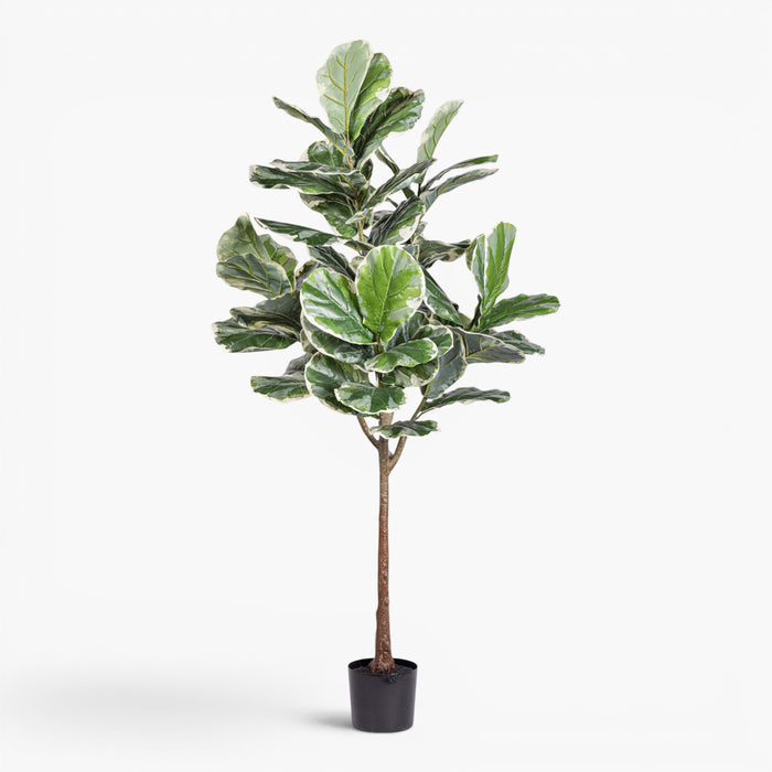 6.5' Fiddle Leaf Fig Tree Variegated - UV Treated    FP1511