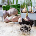 Autumn Planting Pre-Rooted Garlic 'Rose Wight'