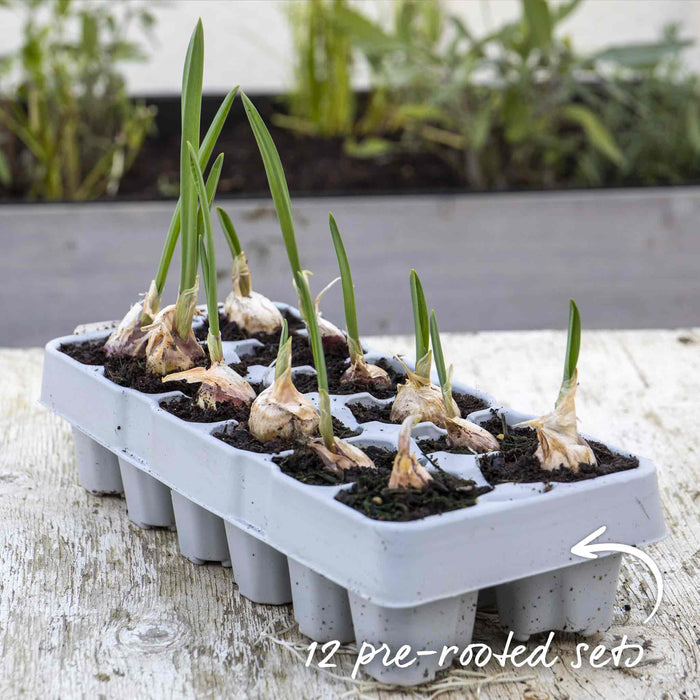 Autumn Planting Pre-Rooted Garlic 'Rose Wight'