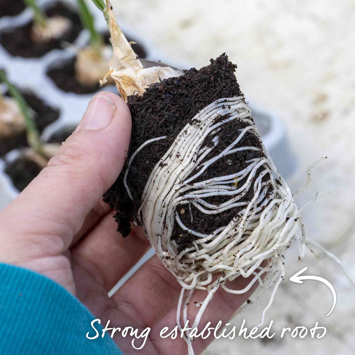 Autumn Planting Pre-Rooted Garlic 'Rose Wight'