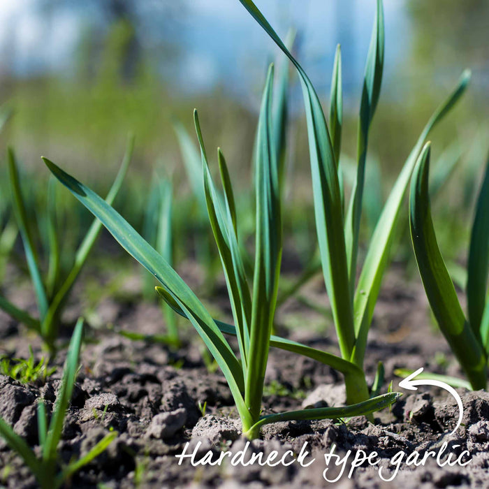 Garlic 'Rose Wight' - 12 Pre-Rooted Sets