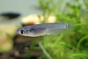 Black Japanese Ricefish