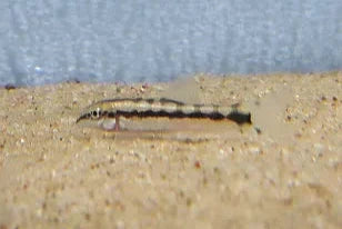 Dwarf Chain Loach