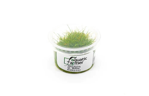 Eleocharis Belem Aquatic Farmer Tissue Culture