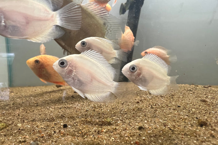 Gold Severum