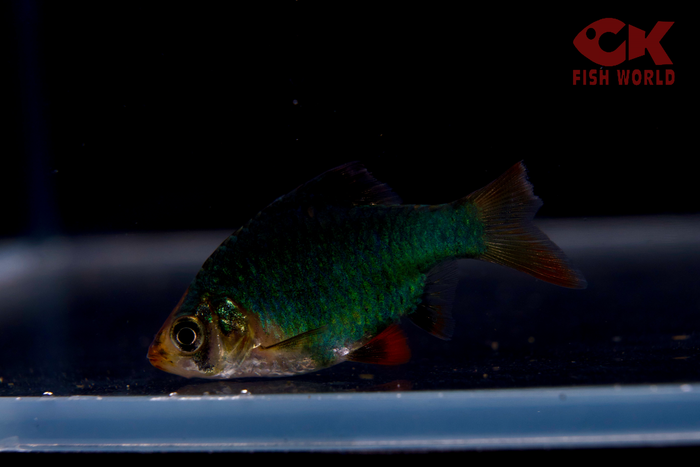 Green Tiger Barb