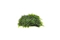 Mini Christmas Moss on Stainless Steel