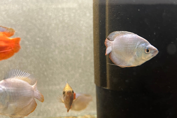 Neon Dwarf Gourami