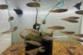 Pearl Danio