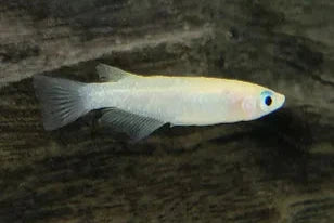 Platinum Japanese Ricefish