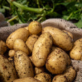 A pile of yellow 'Charlotte' seed potatoes with soil residue on them, indicating they have been freshly dug up. They are placed in a burlap sack with green foliage in the background.