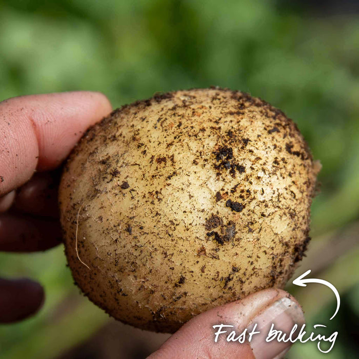 Pre-Chitted Seed Potato 'Rocket'