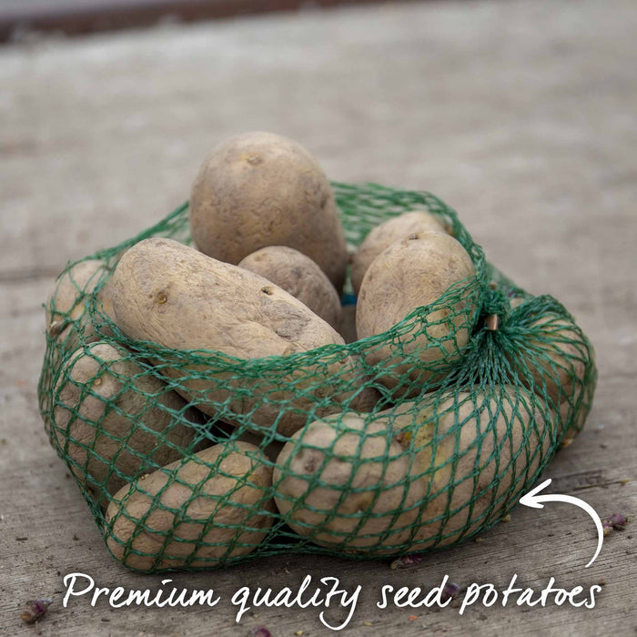 Pre-Chitted Seed Potato 'Rocket'