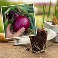 Pre-Rooted Onion 'Karmen'
