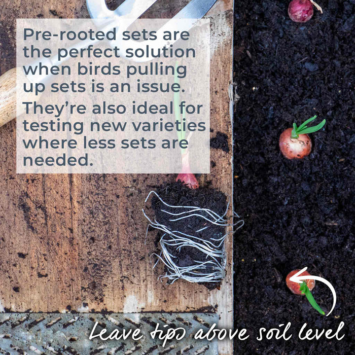 Pre-Rooted Onion 'Karmen'