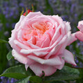 Rose Never Ending Story