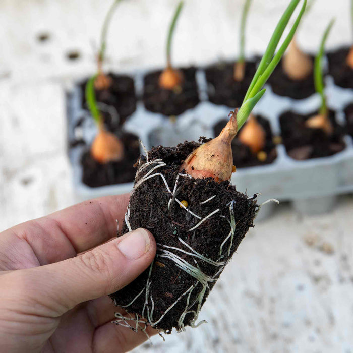 Spring Planting Pre-Rooted Onion 'Crusado'