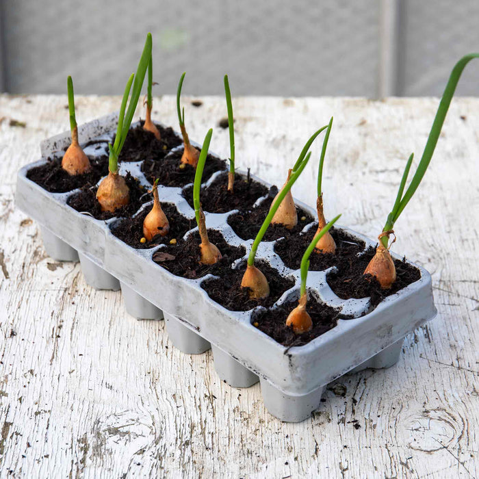 Spring Planting Pre-Rooted Onion 'Stuttgarter Riesen'