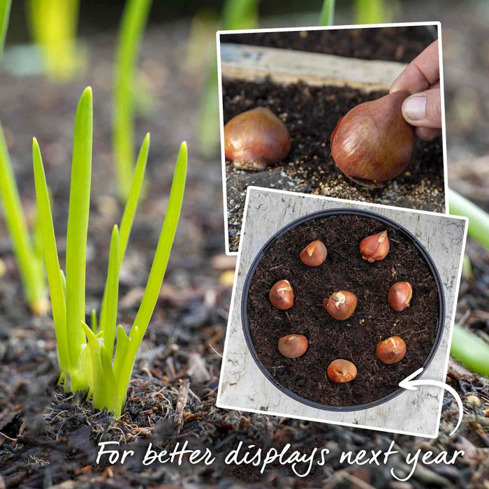 Tulip 'Worlds Favourite'