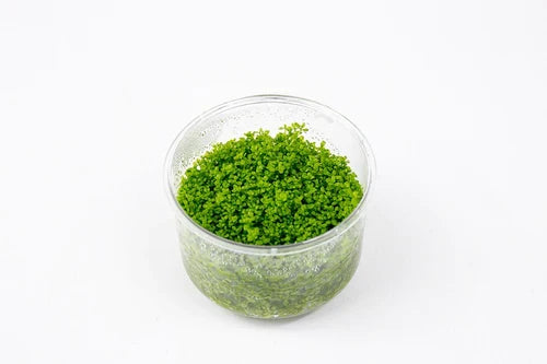 UNS Hemianthus Callitrichoides Cuba Culture