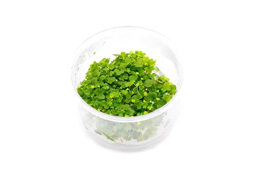 UNS Hydrocotyle Tripartita Culture