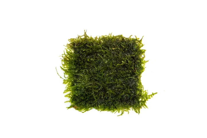 Weeping Moss on Stainless Steel