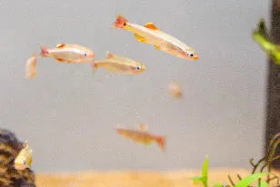White Cloud Minnow