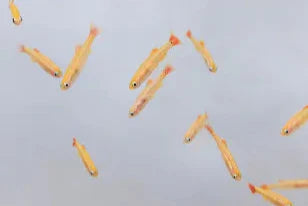 White Cloud Minnow
